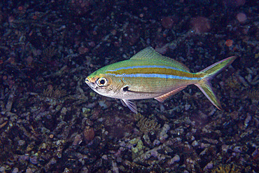 An adult scissor-tailed fusilier (Caesio caerulaurea), on the reef at Kri Island, Raja Ampat, Indonesia, Southeast Asia