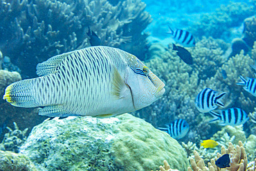 An adult Napoleon wrasse (Cheilinus undulatus), off the reef on Kawe Island, Raja Ampat, Indonesia, Southeast Asia