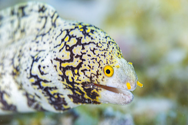 An adult snowflake moray (Echidna nebulosa), on the reef off Port Airboret, Raja Ampat, Indonesia, Southeast Asia