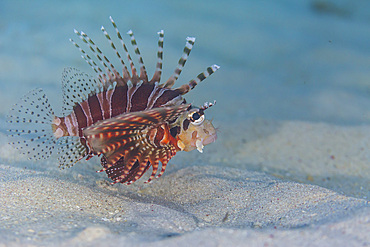 An adult zebra lionfish (Dendrochirus zebra), out over open sand off Bangka Island, Indonesia, Southeast Asia