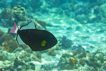 An adult pinktail triggerfish (Melichthys vidua) swimming on the reef off Bangka Island, Indonesia, Southeast Asia