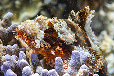 An adult tassled scorpionfish (Scorpaenopsis oxycephalus) camouflaged in the coral, Port Airboret, Raja Ampat, Indonesia, Southeast Asia