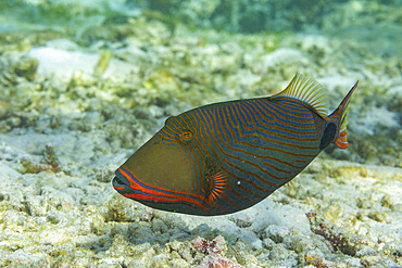 An adult orangestripe triggerfish (Balisttapus undulatus), on the reef off Bangka Island, Indonesia, Southeast Asia