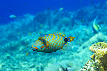 An adult orangestripe triggerfish (Balisttapus undulatus), on the reef off Bangka Island, Indonesia, Southeast Asia