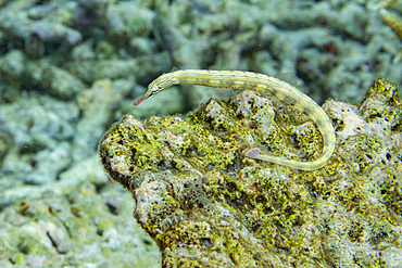 An adult banded pipefish (Dunckerocampus dactyliophorus), on the reef off Wohof Island, Raja Ampat, Indonesia, Southeast Asia