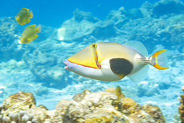 An adult blackpatch triggerfish (Rhinecanthus verrucosus), swimming on the reef off Bangka Island, Indonesia, Southeast Asia