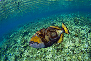 An adult titan triggerfish (Balistoides viridescens), on the reef off Bangka Island, Indonesia, Southeast Asia