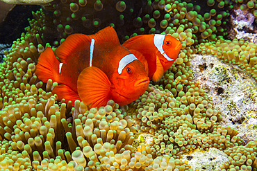 A pair of spine-cheek clownfish (Amphiprion biaculeatus), Pulau Gam night snorkel off Wohof Island, Raja Ampat, Indonesia, Southeast Asia