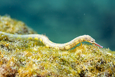 An adult banded pipefish (Dunckerocampus dactyliophorus), on the reef off Wohof Island, Raja Ampat, Indonesia, Southeast Asia