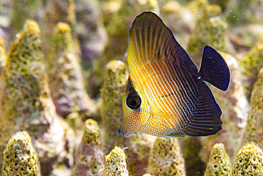 A juvenile brown tang (Zebrasoma scopas), on the reef off Kawe Island, Raja Ampat, Indonesia, Southeast Asia