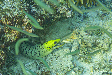 An adult fimbriated moray eel (Gymnothorax fimbriatus), surrounded by small fish off Bangka Island, Indonesia, Southeast Asia, Asia