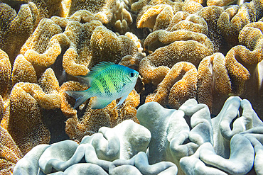 An adult Indo-Pacific sergeant major (Abudefduf vaigiensis) on the reef off Arborek Reef, Raja Ampat, Indonesia, Southeast Asia, Asia