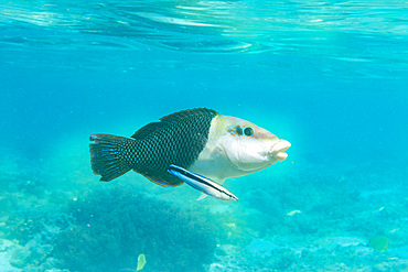 An adult blackeye thicklip (Hemigymnus melapterus), being cleaned off Port Airboret, Raja Ampat, Indonesia, Southeast Asia, Asia