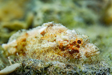 An adult tassled scorpionfish (Scorpaenopsis oxycephalus) camouflaged in the coral, Kawe Island, Raja Ampat, Indonesia, Southeast Asia, Asia