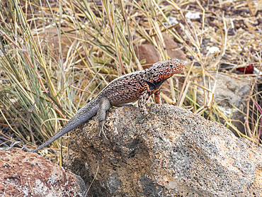 Adult male Galapagos lava lizard (Microlophus albemarlensis), Santa Cruz Island, Galapagos Islands, UNESCO World Heritage Site, Ecuador, South America