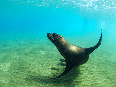 Galapagos sea lion (Zalophus wollebaeki) at play underwater, Punta Pitt, San Cristobal Island, Galapagos Islands, UNESCO World Heritage Site, Ecuador, South America