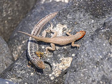 Galapagos lava lizard (Microlophus albemarlensis) pair in courtship on North Seymour Island, Galapagos Islands, UNESCO World Heritage Site, Ecuador, South America