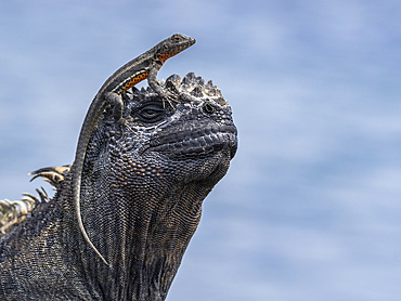 Galapagos marine iguana (Amblyrhynchus cristatus), Galapagos lava lizard (Microlophus albemarlensis), Galapagos Islands, UNESCO World Heritage Site, Ecuador, South America