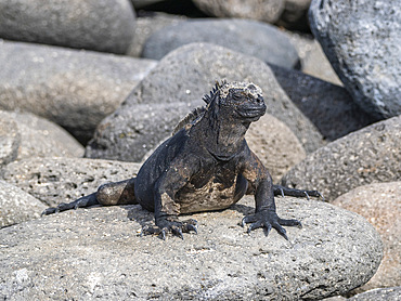 Adult Galapagos marine iguana (Amblyrhynchus cristatus), basking on North Seymour Island, Galapagos Islands, UNESCO World Heritage Site, Ecuador, South America