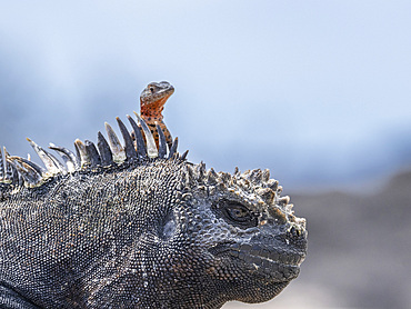 Galapagos marine iguana (Amblyrhynchus cristatus), Galapagos lava lizard (Microlophus albemarlensis), Galapagos Islands, UNESCO World Heritage Site, Ecuador, South America