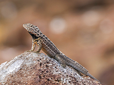 Adult male Galapagos lava lizard (Microlophus albemarlensis), on North Seymour Island, Galapagos Islands, UNESCO World Heritage Site, Ecuador, South America