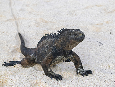 Adult Galapagos marine iguana (Amblyrhynchus cristatus), on the beach at Cerro Brujo Beach, San Cristobal Island, Galapagos Islands, UNESCO World Heritage Site, Ecuador, South America