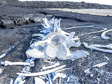 Skeleton from a Bryde's whale (Balaenoptera brydei) in the lava on Fernandina Island, Galapagos Islands, UNESCO World Heritage Site, Ecuador, South America