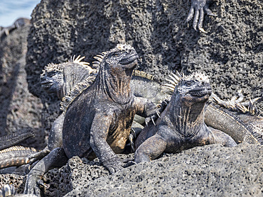 Adult Galapagos marine iguanas (Amblyrhynchus cristatus), basking on Fernandina Island, Galapagos Islands, UNESCO World Heritage Site, Ecuador, South America