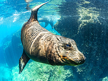 Adult male Galapagos sea lion (Zalophus wollebaeki), underwater on Santiago Island, Galapagos Islands, UNESCO World Heritage Site, Ecuador, South America