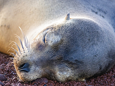 Adult female Galapagos sea lion (Zalophus wollebaeki), face detail on Rabida Island, Galapagos Islands, UNESCO World Heritage Site, Ecuador, South America