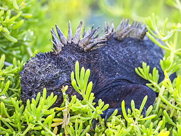 Adult Galapagos marine iguana (Amblyrhynchus cristatus), basking on Fernandina Island, Galapagos Islands, UNESCO World Heritage Site, Ecuador, South America