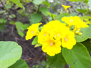 Yellow cordia (Cordia lutea), Urbina Bay, Santiago Island, Galapagos Islands, UNESCO World Heritage Site, Ecuador, South America