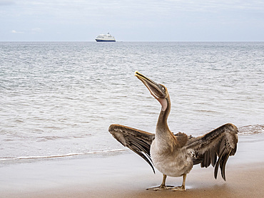 Juvenile brown pelican (Pelecanus occidentalis), in Buccaneer Cove, Santiago Island, Galapagos Islands, UNESCO World Heritage Site, Ecuador, South America