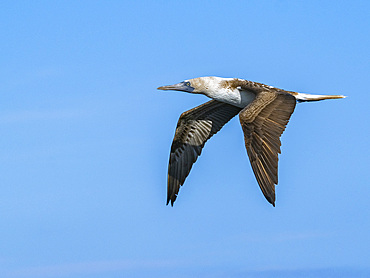 Adult Blue-footed booby (Sula nebouxii), in flight on North Seymour Island, Galapagos Islands, UNESCO World Heritage Site, Ecuador, South America