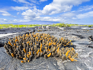 Lava cactus (Brachycereus nesioticus), in pahoehoe lava field on Fernandina Island, Galapagos Islands, UNESCO World Heritage Site, Ecuador, South America