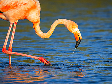 Adult American flamingo (Phoenicopterus ruber) feeding on artesmia shrimp, Rabida Island, Galapagos Islands, UNESCO World Heritage Site, Ecuador, South America