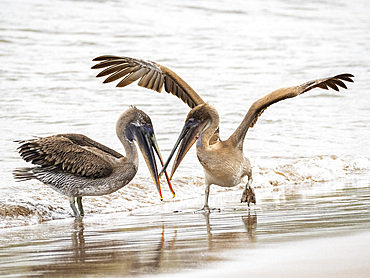 Juvenile brown pelicans (Pelecanus occidentalis), in Buccaneer Cove, Santiago Island, Galapagos Islands, UNESCO World Heritage Site, Ecuador, South America