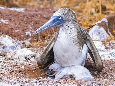 Adult blue-footed booby (Sula nebouxii) with chicks on North Seymour Island, Galapagos Islands, UNESCO World Heritage Site, Ecuador, South America