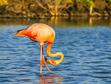 Adult American flamingo (Phoenicopterus ruber) feeding on artesmia shrimp, Rabida Island, Galapagos Islands, UNESCO World Heritage Site, Ecuador, South America