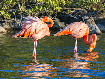 A pair of American flamingo (Phoenicopterus ruber) feeding on artesmia shrimp, Rabida Island, Galapagos Islands, UNESCO World Heritage Site, Ecuador, South America