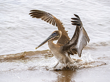 Juvenile brown pelican (Pelecanus occidentalis), in Buccaneer Cove, Santiago Island, Galapagos Islands, UNESCO World Heritage Site, Ecuador, South America