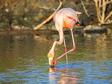 Adult American flamingo (Phoenicopterus ruber) feeding on artesmia shrimp, Rabida Island, Galapagos Islands, UNESCO World Heritage Site, Ecuador, South America