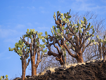 Opuntia Cactus (Opuntia galapageia), Buccaneer Cove, Santiago Island, Galapagos Islands, UNESCO World Heritage Site, Ecuador, South America