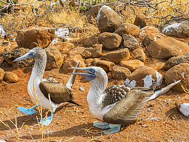 Adult Blue-footed boobies (Sula nebouxii) pair on egg on North Seymour Island, Galapagos Islands, UNESCO World Heritage Site, Ecuador, South America