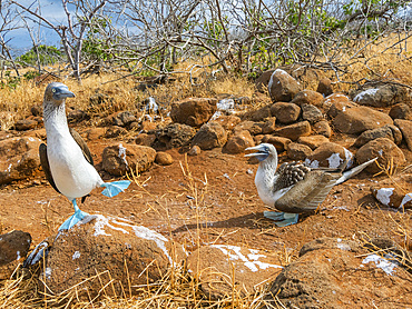 Adult Blue-footed boobies (Sula nebouxii) pair on egg on North Seymour Island, Galapagos Islands, UNESCO World Heritage Site, Ecuador, South America