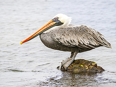 Adult brown pelican (Pelecanus occidentalis), in Buccaneer Cove, Santiago Island, Galapagos Islands, UNESCO World Heritage Site, Ecuador, South America