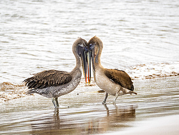 Juvenile brown pelicans (Pelecanus occidentalis), in Buccaneer Cove, Santiago Island, Galapagos Islands, UNESCO World Heritage Site, Ecuador, South America