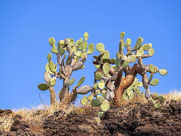 Opuntia Cactus (Opuntia galapageia), Buccaneer Cove, Santiago Island, Galapagos Islands, UNESCO World Heritage Site, Ecuador, South America