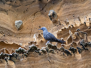 Adult brown noddy (Anous stolidus), on rocky outcropping on Isabela Island, Galapagos Islands, UNESCO World Heritage Site, Ecuador, South America