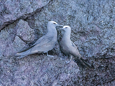 A pair of adult brown noddies (Anous stolidus), on rocky outcropping on Isabela Island, Galapagos Islands, UNESCO World Heritage Site, Ecuador, South America